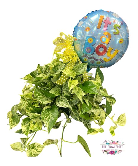 Little Sprout Pothos Plant