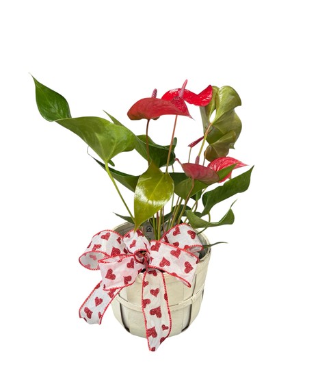 Lovable Hearts Anthurium Plant