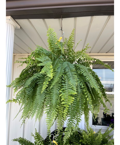 Boston Fern