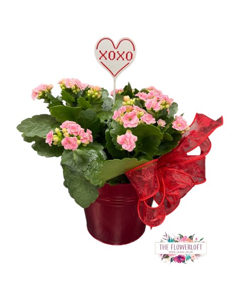 Valentine Kalanchoe Plant