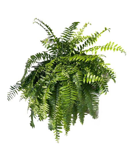 Macho Fern