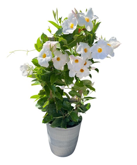 Mandevilla on trellis