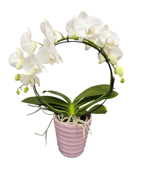 Infinity Orchid Plant