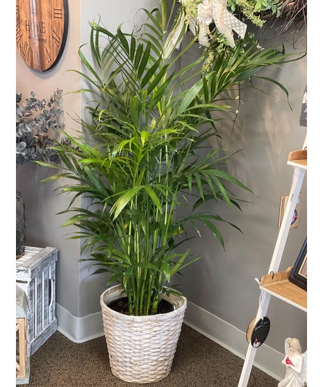 Palm Tree