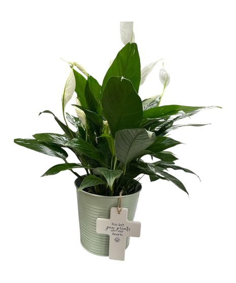 Pet Sympathy Plant