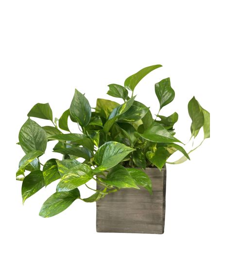 Pothos Plant