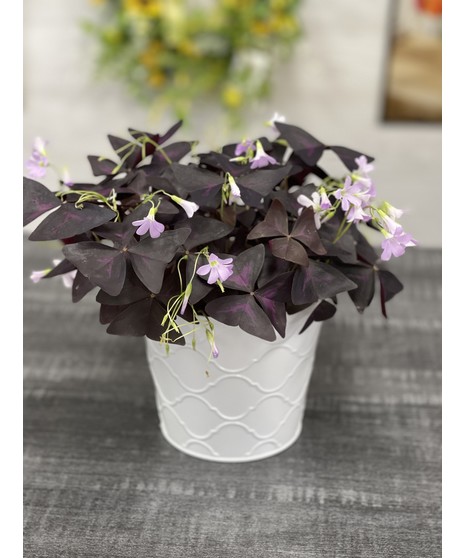 Shamrock Plant
