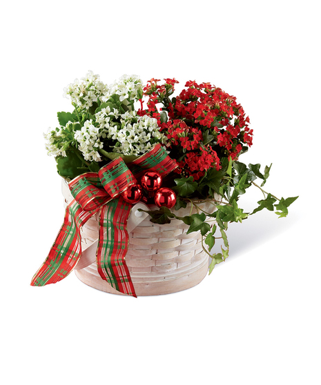 Celebrate the Season Dishgarden