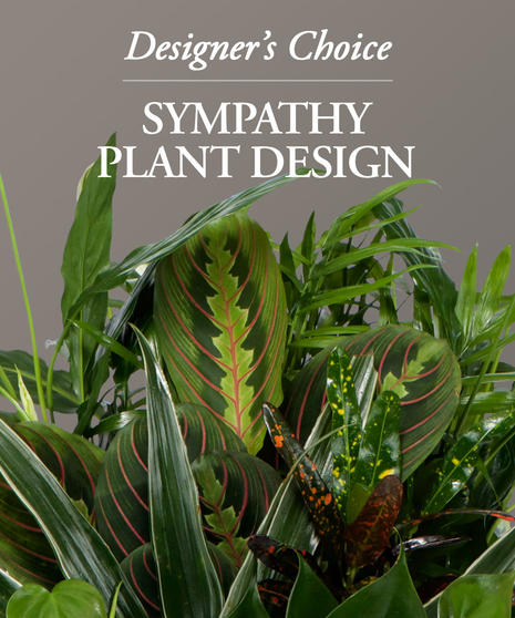 Sympathy Plant