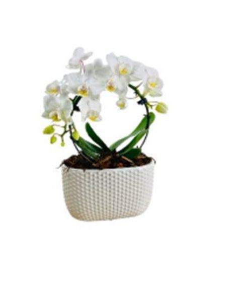 Infinity Orchid Plant