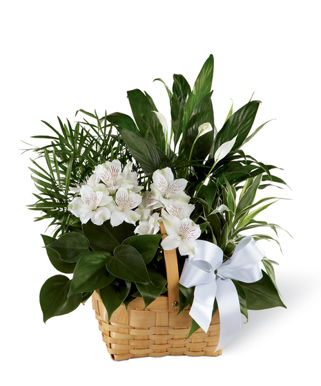 Peace & Serenity Dishgarden