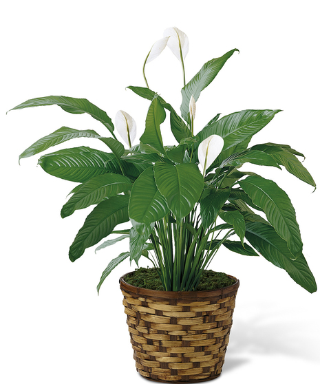 PEACE LILY PLANT