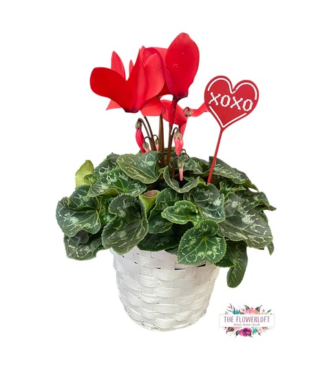 Valentine Blooming Plant