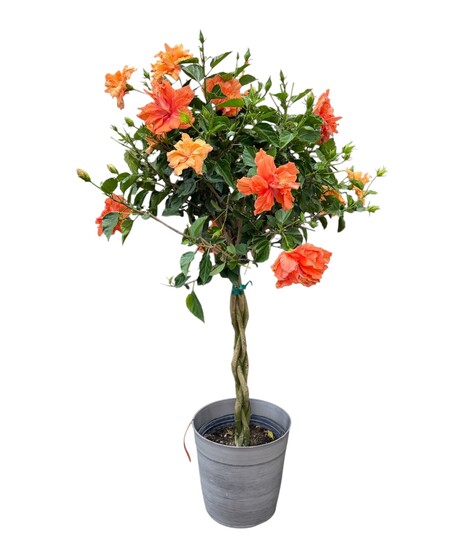 Hibiscus tree