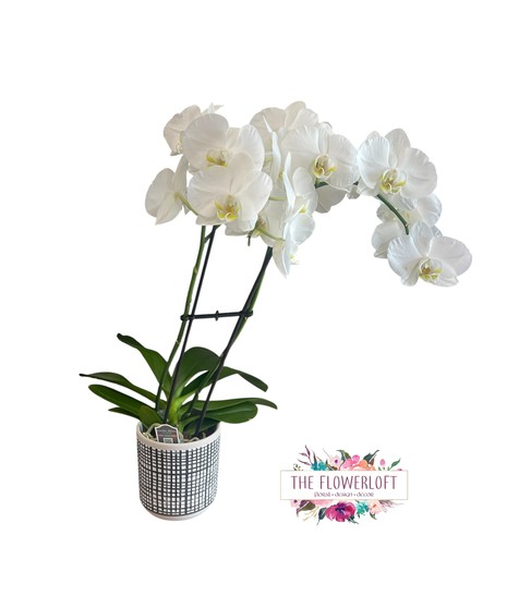 The Undying Love Orchid