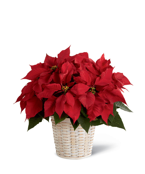Red Poinsettia Basket